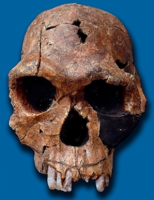 Mavi arka planda bir _Homo habilis_ kafatasının resmi. Kafatasının ön  dişlerinin ikisi kayıp.
