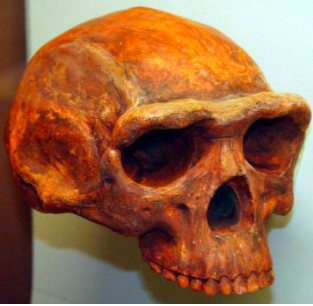 Beyaz arka plan üzerinde bir _Homo erectus_ kafatası resmi. Kafatası  _Homo sapiens_ 'inkinden daha sığ.
